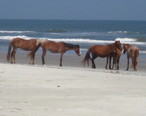 Horse_herd_at_the_beach.jpg
