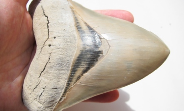 Carcharocles_megalodon_tooth.JPG