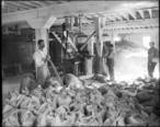 Workers_weighing_and_sacking_sugar_at_the_Pacific_Sugar_Company__Visalia__Tulare_County__California__ca.1900__CHS-5392_.jpg