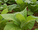 Nicotiana_Tobacco_Plants_1909px.jpg