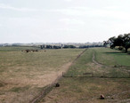 Cows_in_pasture_-_Marion_County__IA_Farm_1957.JPG