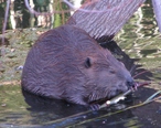 Beaver_Chewing_willow_branch_in_Napa_River_2014.jpg