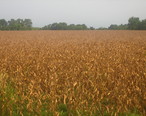 Scorched_corn_fields_near_Jonesville__LA_IMG_1176.JPG