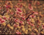 BUTTERFLY_AND_WILD_FLOWERS_IN_ELM_FORK_PARK_NATURE_CENTER_IN_NORTHWEST_DALLAS_-_NARA_-_547818.jpg
