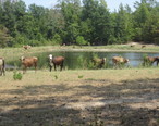Cattle_at_the_pond__west_of_Winona__TX_IMG_5297.JPG