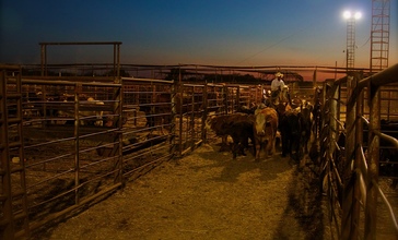 Cattle_auction_-_Flickr_-_Al_Jazeera_English.jpg