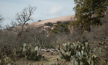 View_of_Enchanted_Rock_from_base_camp.jpg
