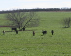 Cattle_grazing_southwest_of_Charlotte__TX_IMG_2514.JPG