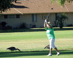 Golfing_in_Sun_City_AZ__USA.jpg