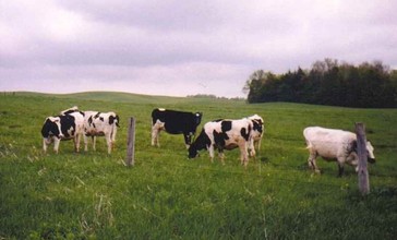 Dairy_Cows__Collins_Center__New_York__1999.jpg