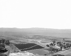 Fruit_ranch_owned_by_A.H._Judson__Beaumont__California__ca.1890-1900__CHS-2002_.jpg