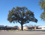 Oak_tree_in_Pleasanton__TX_IMG_2618.JPG