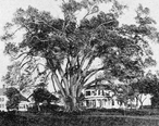 Elm_Tree_in_Wethersfield__Connecticut__1917_.jpg