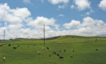 Waimea_pastures.JPG