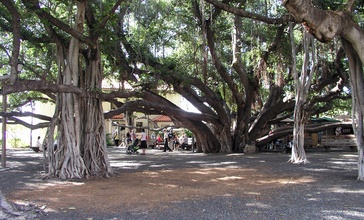 Banyan-tree-Lahaina-Hawaii.jpg