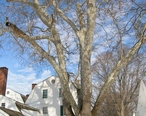 Sycamore_tree_in_front_of_Hatheway_House__Suffield__CT_-_December_31__2010.jpg