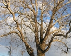 Sycamore_Tree_in_Bethel__CT_-_January_5__2011.jpg