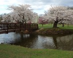 Bridge_and_trees_near_lake_in_Nomahegan_Park_NJ.jpg