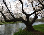 Tree_near_lake_in_Nomahegan_Park_in_NJ.jpg