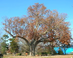 Salem_Oak_Tree_-_Salem__NJ_-_November_2012.jpg