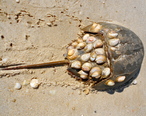 Horseshoe_crab_with_shells.JPG