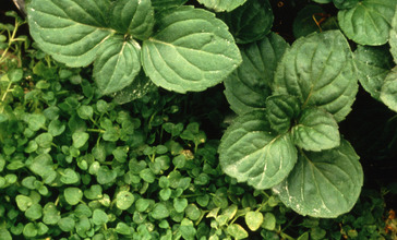 Peppermint_and_Corsican_mint_plant.jpg