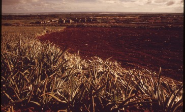 PINEAPPLE_FIELDS_IN_MILILANI_TOWN._PINEAPPLE_GROWERS_HAVE_BEEN_DEVELOPING__SURPLUS_LAND__SINCE_1958._OF_A_PROPOSED..._-_NARA_-_553697.jpg