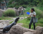 Zalophus_californianus_at_Bronx_Zoo.JPG