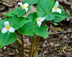 Trilliums_at_Dash_Point_State_Park.jpg