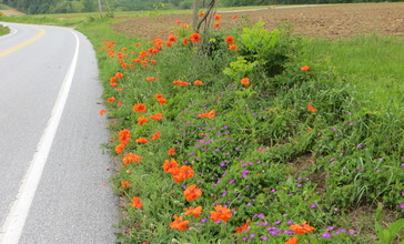 Roadside_flowers__Airville__Pennsylvania.jpg