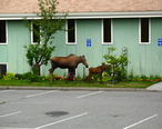 Moose_and_calf_in_Anchorage__Alaska.jpg