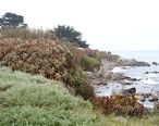 Pacific_Grove_Coastline__Monterey__CA__jjron_24.03.2012.jpg