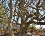 Weeping_European_Beech_Tree__Captain_Bangs_Hallet_House__Yarmouth__MA_-_April_21__2012.jpg