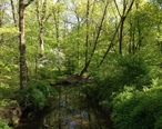 2013-05-04_16_50_33_View_down_the_West_Branch_Shabakunk_Creek_at_the_Rutledge_Avenue_Foot_Bridge_in_Ewing__New_Jersey.jpg