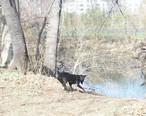Bronxville_dog_playing_near_river.jpg