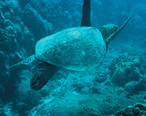 Green-sea-turtle.jpg