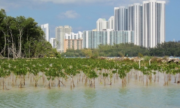 How_town_and_nature_can_go_together__Oleta_State_Park__North-Miami_Fl._-Exemple_que_la_ville_et_la_nature_peuvent_cohabiter_-_panoramio.jpg