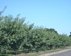 Almond_trees.JPG