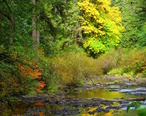 Silver_Creek_autumn_-_Oregon.jpg