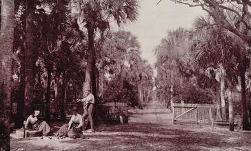 A_Palmetto_Glade_Near_Palatka__Florida.jpg