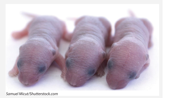 Mice have litters of several pups at once. The pups are arranged in a line within the mother’s...