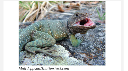 Male lizards in the species Crotaphytus collaris use their jaws as weapons during territorial...-3