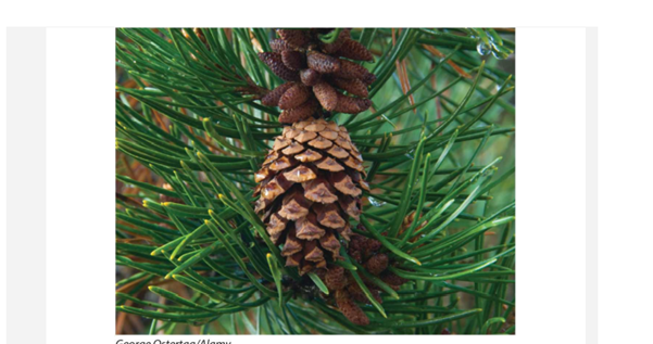 The table on the next page presents mean cone size (mass) of lodgepole pine in 16 study sites in...-1