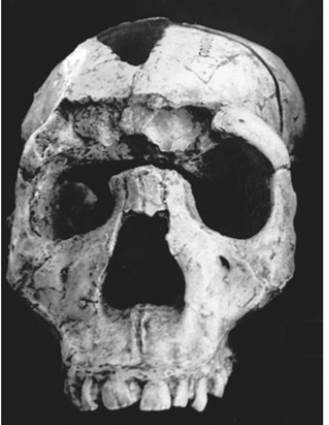 Examine the following photo. Does this cranium belong to H. habilis or H. erectus? Name two features...