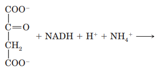 Which amino acid will be synthesized by the following process?