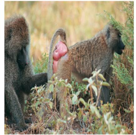 Examine the image below of two baboons. Which animal is the female and which is the male? Why is the...