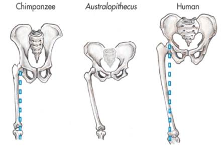 Examine the following figure. Describe the similarities and differences between the...-2