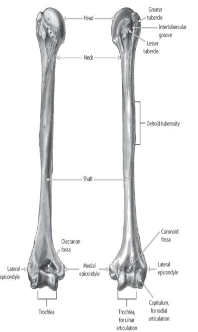 Examine the glenoid fossa of the scapula and the head of the humerus together. Do you think it would...