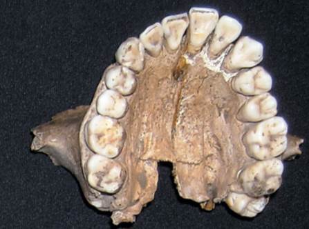 Compare the skulls of the ape and the human in the lab. Which of the characteristics described in...