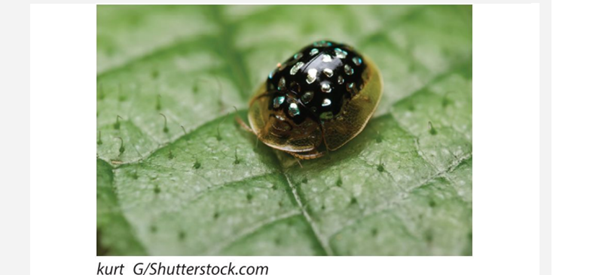 The tortoise beetle Deloyala guttata feeds and lays eggs on leaves of the two morning glory species...-1